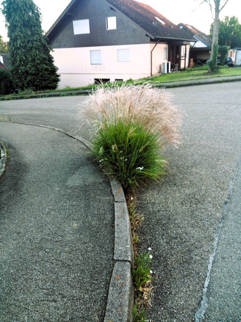 grow with what you have